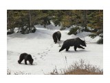 Три медведя
Фотограф: Photohunter

Просмотров: 1968
Комментариев: 3