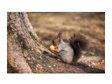 Побольше бы орешков!
Фотограф: Tsygankov Yuriy

Просмотров: 456
Комментариев: 0