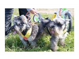 Название: Ездовые!
Фотоальбом: ШУСТРЫЕ ЛАПЫ 2014
Категория: Животные

Просмотров: 467
Комментариев: 0