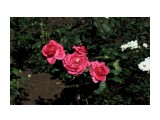 Розы в Музее
Фотограф: vikirin

Просмотров: 2599
Комментариев: 0