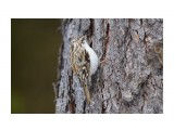Пищуха
Фотограф: VictorV

Просмотров: 693
Комментариев: 0