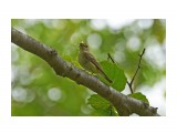 Narcissus Flycatcher, female
Фотограф: VictorV
Японская мухоловка, самка

Просмотров: 510
Комментариев: 0