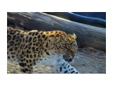 Название: дальневосточный  леопард
Фотоальбом: скотинки встречные
Категория: Животные

Время съемки/редактирования: 2019:11:10 14:27:30
Фотокамера: NIKON CORPORATION - NIKON D5100
Диафрагма: f/5.6
Выдержка: 10/1000
Фокусное расстояние: 550/10



Просмотров: 479
Комментариев: 0