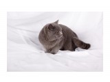 Название: Soffy Нестор
Фотоальбом: британцы п-ка "Soffy"
Категория: Животные

Время съемки/редактирования: 2011:02:05 15:05:44
Фотокамера: Canon - Canon EOS 5D Mark II
Диафрагма: f/6.3
Выдержка: 1/160
Фокусное расстояние: 50/1
Светочуствительность: 100


Просмотров: 791
Комментариев: 0