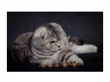 Название: 15
Фотоальбом: шотландцы
Категория: Животные

Время съемки/редактирования: 2010:04:17 21:58:26
Фотокамера: Canon - Canon EOS 5D Mark II
Диафрагма: f/6.3
Выдержка: 1/200
Фокусное расстояние: 200/1
Светочуствительность: 100


Просмотров: 810
Комментариев: 2