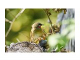 Молодой соловей-красношейка
Фотограф: VictorV

Просмотров: 1809
Комментариев: 0