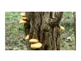 Древесные грибы

Просмотров: 1575
Комментариев: 0