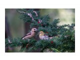 И еще ягодку!
Фотограф: Ирина Цыганкова
Дубоносы.

Просмотров: 1336
Комментариев: 1