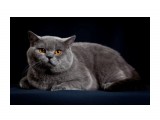 Название: 6
Фотоальбом: ICH Jack Blue Vernissage
Категория: Животные

Время съемки/редактирования: 2010:04:28 01:00:07
Фотокамера: Canon - Canon EOS 5D Mark II
Диафрагма: f/9.0
Выдержка: 1/200
Фокусное расстояние: 105/1
Светочуствительность: 100


Просмотров: 459
Комментариев: 0