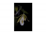 Euchile (Encyclia) citrina x mariae
Фотограф: Marion

Просмотров: 624
Комментариев: 0