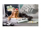Название: Игра по крупному ))
Фотоальбом: Собаки
Категория: Животные

Просмотров: 643
Комментариев: 4