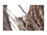Белка-летяга или летучая белка (Pteromys volans)
Фотограф: Tsygankov Yuriy
Главное-хвост!

Просмотров: 730
Комментариев: 0
