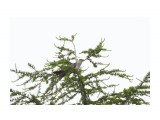 Кукушка, самец
Фотограф: VictorV

Просмотров: 291
Комментариев: 0