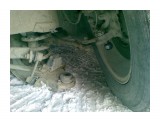 Название: Поломка шаровой 3
Фотоальбом: Поломка шаровой
Категория: Авто, мото

Фотокамера: Nokia - E51
Диафрагма: f/3.2
Фокусное расстояние: 49/10



Просмотров: 2959
Комментариев: 1