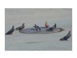 голуби на водопое
Фотограф: VictorV

Просмотров: 2072
Комментариев: 4