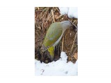 Дятел - землекоп ))
Фотограф: VictorV
Grey-headed Woodpecker

Просмотров: 671
Комментариев: 0