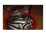 IMG_2780
В кота больше не лезет.

Просмотров: 1691
Комментариев: 0