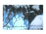 :)
Aegithalos caudatus

Просмотров: 529
Комментариев: 0