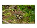 Papilio machaon Linnaeus
Фотограф: Tsygankov Yuriy
Махаон

Просмотров: 278
Комментариев: 0