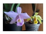 Cattleya luteola & Laelia alaorii x praestans 
Фотограф: Marion

Просмотров: 3198
Комментариев: 0