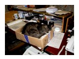 Спим на рабочем месте!!!!!Драный почтовый кот !!!
Фотограф: vikirin

Просмотров: 6679
Комментариев: 0