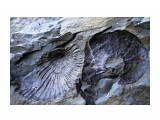 Название: Древнее морское дно
Фотоальбом: Александровск-Сахалинский
Категория: Природа
Описание: Отпечатки больших раковин

Просмотров: 1139
Комментариев: 0
