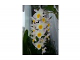 Dendrobium farmerii.
Фотограф: Marion

Просмотров: 1464
Комментариев: 0