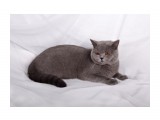 Название: Соффи Наследник Престола
Фотоальбом: британцы п-ка "Soffy"
Категория: Животные

Время съемки/редактирования: 2011:02:05 14:36:11
Фотокамера: Canon - Canon EOS 5D Mark II
Диафрагма: f/6.3
Выдержка: 1/200
Фокусное расстояние: 50/1
Светочуствительность: 100


Просмотров: 533
Комментариев: 0