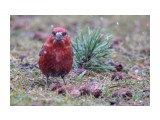 Клёст-еловик
Фотограф: Tsygankov Yuriy
Семейство Fringillidae
Род Loxia

Просмотров: 1183
Комментариев: 0