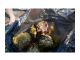 Мидии.. Большие были вкусные
Фотограф: vikirin

Просмотров: 1148
Комментариев: 0