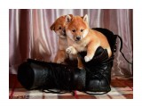 Название: И как их хозяин носит?
Фотоальбом: Собаки
Категория: Животные

Просмотров: 555
Комментариев: 0