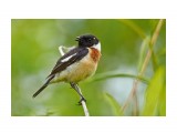 Черноголовый чекан, самец
Фотограф: VictorV
Common Stonechat, male

Просмотров: 691
Комментариев: 1
