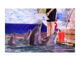 Дельфины рисуют