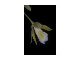 Euchile (Encyclia) citrina x mariae
Фотограф: Marion

Просмотров: 792
Комментариев: 0