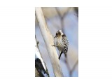 Хоть и маленький, но дятел ))
Фотограф: VictorV
Japanese Pigmy Woodpecker

Просмотров: 976
Комментариев: 0