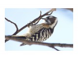 _DSC5927
Фотограф: VictorV
Japanese Pygmy Woodpecker

Просмотров: 485
Комментариев: 2