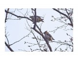 Свиристели, амурский и обычный :)
Фотограф: VictorV

Просмотров: 334
Комментариев: 0