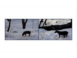 MyCollages

Просмотров: 593
Комментариев: 0