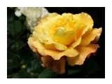 Название: DSC07432_н
Фотоальбом: Розы в сквере музея
Категория: Цветы

Время съемки/редактирования: 2016:07:29 14:14:42
Фотокамера: SONY - DSC-HX300
Диафрагма: f/6.3
Выдержка: 1/250
Фокусное расстояние: 21500/100



Просмотров: 554
Комментариев: 0