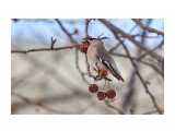 Bohemian Waxwing
Фотограф: VictorV
Свиристель

Просмотров: 580
Комментариев: 1