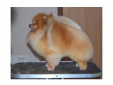Название: ICH Jolvin Dare To Deam
Фотоальбом: мои шпицы
Категория: Животные
Описание: на Евразии

Просмотров: 806
Комментариев: 0