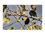 Поздние яблочки.. В саду Орловой Т.Д.
Фотограф: vikirin

Просмотров: 1731
Комментариев: 0