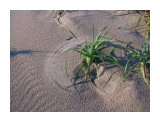 Ветер рисует круги на песке, используя как кисти листья жесткого пырея...
Фотограф: vikirin

Просмотров: 5176
Комментариев: 0