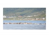 Сивучи

Просмотров: 278
Комментариев: 0