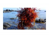 DSC03323
Морской виноград — одно из названий бурых водорослей из рода Саргассум. Морские водоросли, а именно бурая водоросль, – это ценнейшая для человека и животных натуральная пища, содержащая множество полезных питательных веществ. Морских водорослей бесчисленное множество, и польза их неоспорима. Один из самых распространенных видов морских водорослей - фукус. Или же другое название - морской виноград, представитель семейства Гречишных.

Просмотров: 513
Комментариев: 0