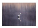 тишь, да гладь...
Фотограф: Tsygankov Yuriy

Просмотров: 511
Комментариев: 0