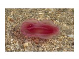 Название: Гребневик берое
Фотоальбом: Медузы, крабы и др.
Категория: Море

Время съемки/редактирования: 2017:04:08 15:46:07
Фотокамера: Canon - Canon EOS 550D
Диафрагма: f/5.6
Выдержка: 1/1600
Фокусное расстояние: 135/1


Описание: Это похожее на пришельца с другой планеты глубоководное морское животное — гребневик берое (лат. Beroe abyssicola), обитатель океанских глубин и прожорливый хищник. Гребневики берое населяют толщу воды в восточной части Тихого океана, встречаются во всех арктических морях и внешне напоминают медуз.

Просмотров: 909
Комментариев: 0