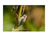 Japanese Pygmy Woodpecker
Фотограф: VictorV
Малый острокрылый дятел, самец

Просмотров: 647
Комментариев: 3