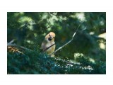 Дубонос - тиссовый партизан ))
Фотограф: VictorV

Просмотров: 490
Комментариев: 0