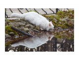 Жажда... ))
Фотограф: VictorV

Просмотров: 597
Комментариев: 0
